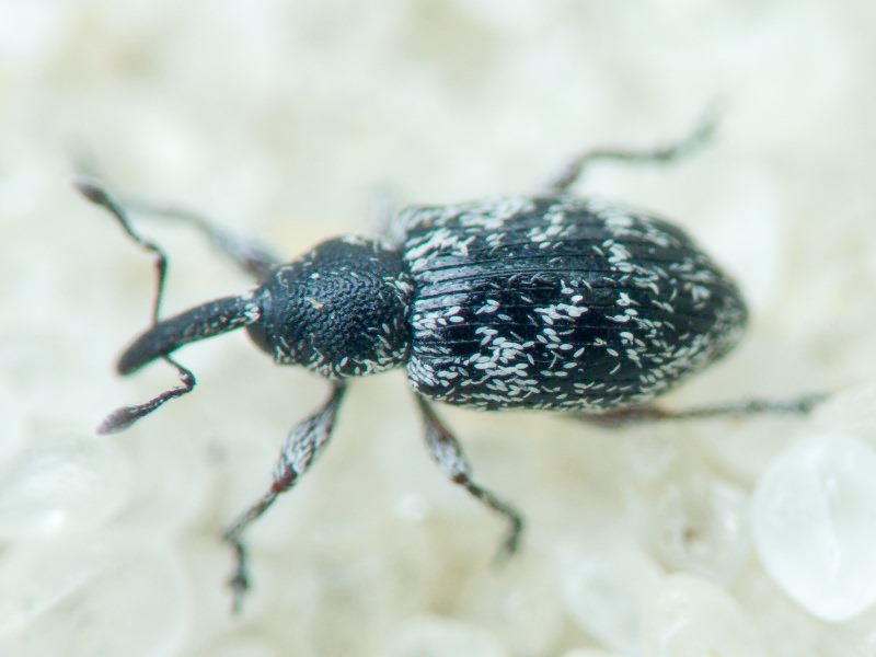 Smicronyx jungermanniae (Reich, 1797)